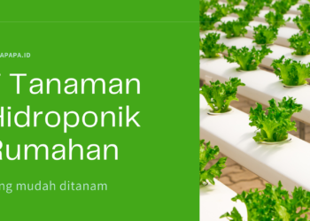 tanaman hidroponik rumahan