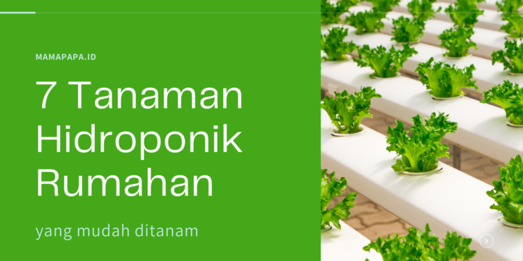 tanaman hidroponik rumahan