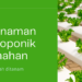 tanaman hidroponik rumahan