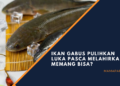 Manfaat ikan gabus untuk pasca operasi hingga asupan gizi