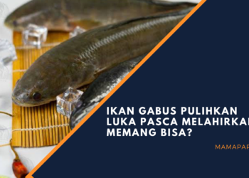 Manfaat ikan gabus untuk pasca operasi hingga asupan gizi