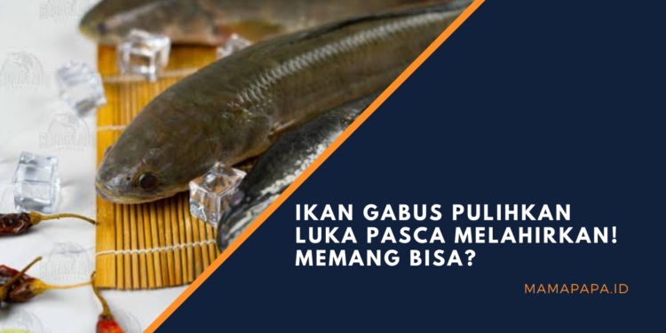 Manfaat ikan gabus untuk pasca operasi hingga asupan gizi