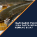 Manfaat ikan gabus untuk pasca operasi hingga asupan gizi